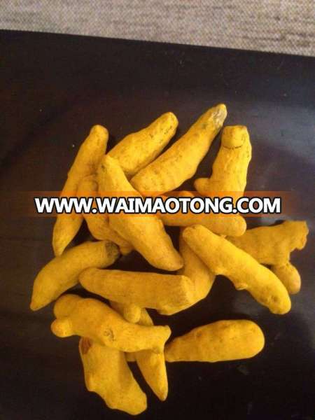 turmeric supplier india