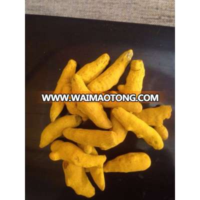 turmeric supplier india